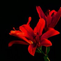 ЛИЛИЯ АЛАЯ :: Елена Куприянова ЛИЛИЯ АЛАЯ :: Елена Куприянова