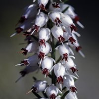 Эрика :: Андроник Александр 