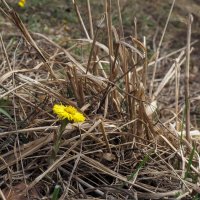 Весенние :: юрий поляков