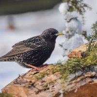 Вестник Весны.... :: Sergey (Apg)