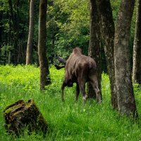 Лосиха на выпасе... :: Николай Гирш