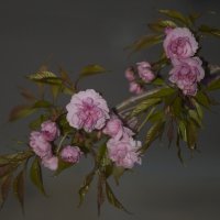 Сакура :: Светлана Тихонина Сакура :: Светлана Тихонина