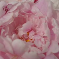 Нежно-розовый :: Pippa 