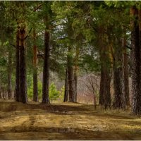 Весна в сосновой роще :: Валентин Котляров