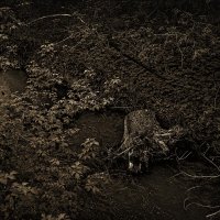 Ручей :: SanSan 