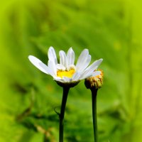 Средь травы зелёной. :: nadyasilyuk Вознюк Средь травы зелёной. :: nadyasilyuk Вознюк