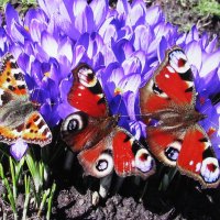 Красотки :: Людмила Смородинская Красотки :: Людмила Смородинская