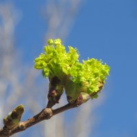 Апрель ! :: Елена Шаламова