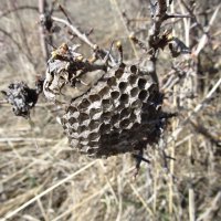 чей-то дом :: Елена Шаламова