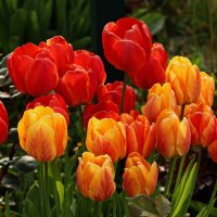 Тюльпановый апрель :: Юрий. Шмаков Тюльпановый апрель :: Юрий. Шмаков