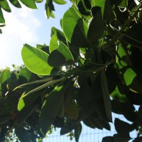 Фикусы в природе :: Ольга 