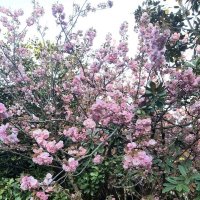 «Черешневый лес» :: Tata Wolf