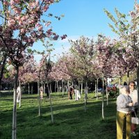 «Черешневый лес» :: Tata Wolf