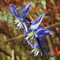 весна :: ИННА ПОРОХОВА