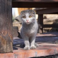 Уличная девушка :: Наталия Григорьева Уличная девушка :: Наталия Григорьева