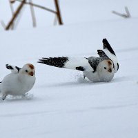 Борьба за хлебушек :: Игорь Шабалин