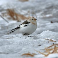 Героический герой поединка :: Игорь Шабалин