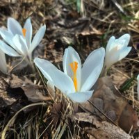 Сквозь осеннюю листву... :: veilins veilins Сквозь осеннюю листву... :: veilins veilins