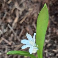 Под звонкий щебет птиц... :: veilins veilins Под звонкий щебет птиц... :: veilins veilins