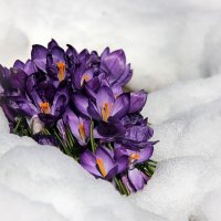 Из под снега. :: Маргарита ( Марта ) Дрожжина