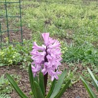 Весенний красавец! :: Нина Акарцева 