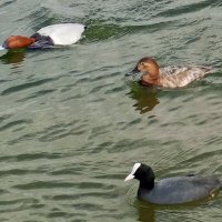 Нырки и лысуха :: Сапсан 