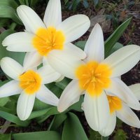 Тюльпаны :: Сапсан 