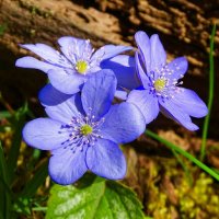 Печёночницы :: Милешкин Владимир Алексеевич 