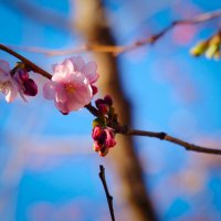 Про весну :: Магомед .