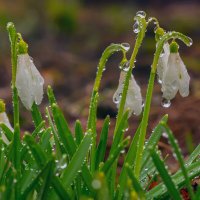 после тумана :: Виталий Емельянов после тумана :: Виталий Емельянов