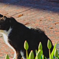 Страж тюльпанов :: Giant Tao /