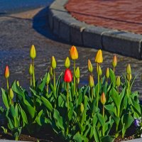 клумба с тюльпанами . :: Giant Tao /