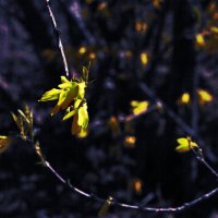 Цветение :: Юрий Гайворонскiий