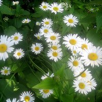 **** :: Елена Семигина