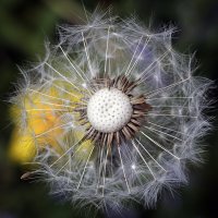 Одуванчик и одуванчик :: Андроник Александр Одуванчик и одуванчик :: Андроник Александр