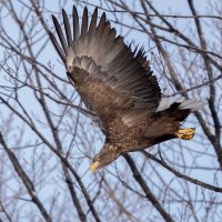 Атака :: Сергей Флетчер