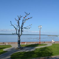 Петрозаводск. Дерево желаний :: Николай 