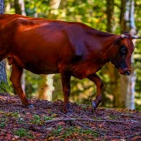 Корова :: Aleksey Afonin Корова :: Aleksey Afonin