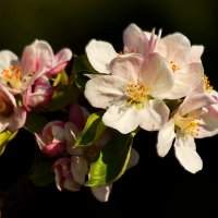 Яблоня цветёт :: Юрий. Шмаков