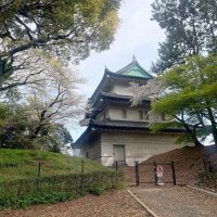 Апрель в Токио :: Елена 