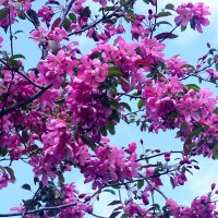 ЯБЛОНИ В ЦВЕТУ :: Елена Куприянова 