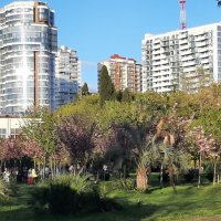 «Черешневый лес». :: Tata Wolf