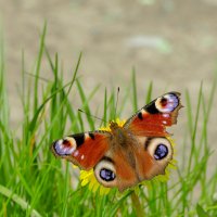 снятые сегодня бабочки  4 :: Александр Прокудин