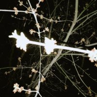 Ночное цветение. :: Игорь Солдаткин