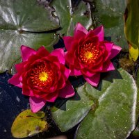 Парк Галицкого. Краснодар :: Андрей Lyz Парк Галицкого. Краснодар :: Андрей Lyz