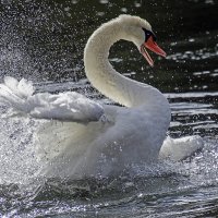 ***** :: Андроник Александр 