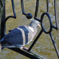 Вяхирь :: Рита Симонова Вяхирь :: Рита Симонова