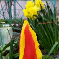 Яркость :: Александр Кондаков