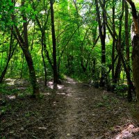 Чебоксары. Тропинка Слесарного оврага летом. :: Пётр Чернега