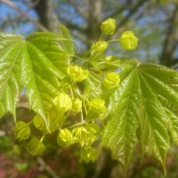 Весеннее :: Елена Семигина Весеннее :: Елена Семигина